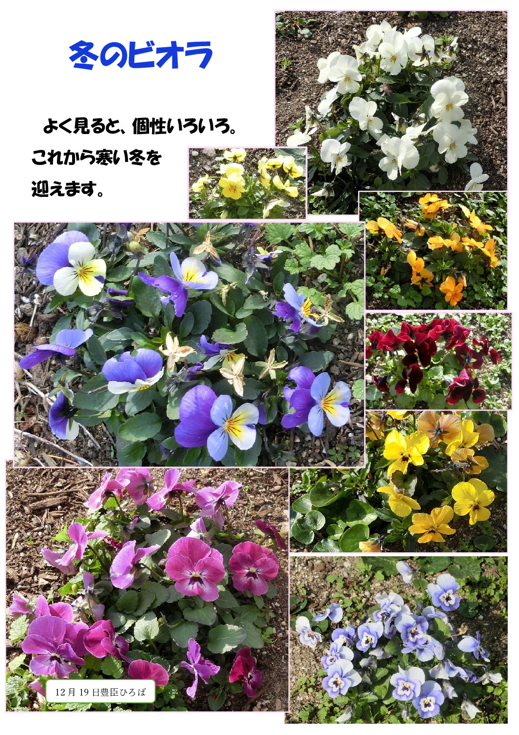 冬のビオラのサムネイル