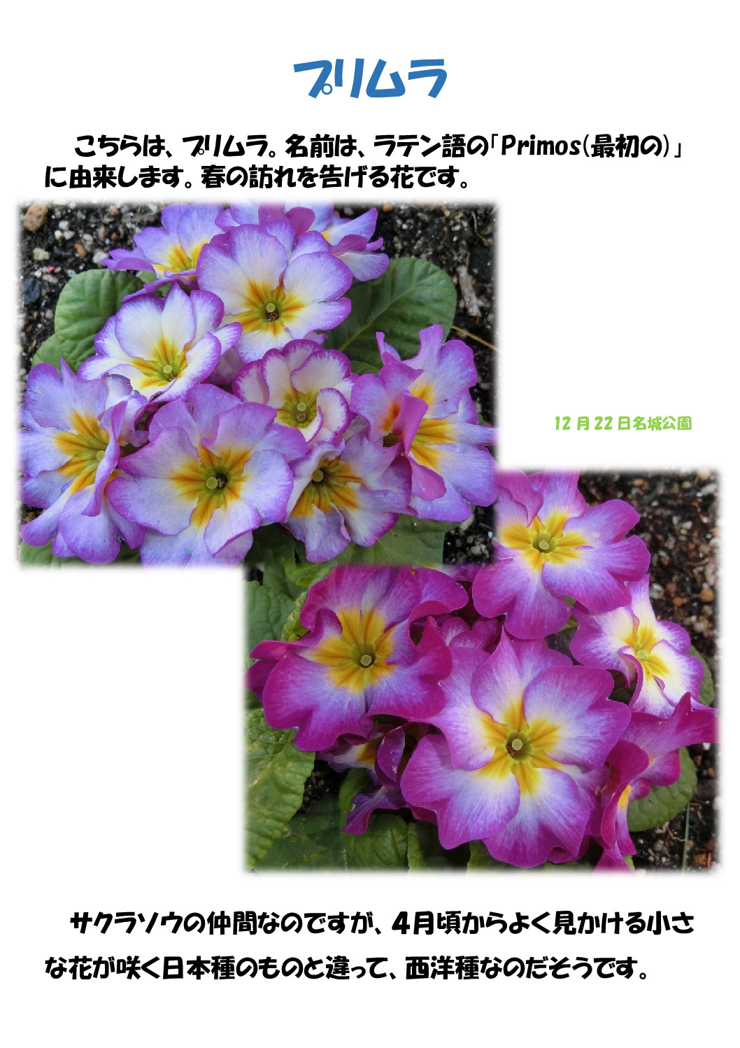 プリムローズのサムネイル