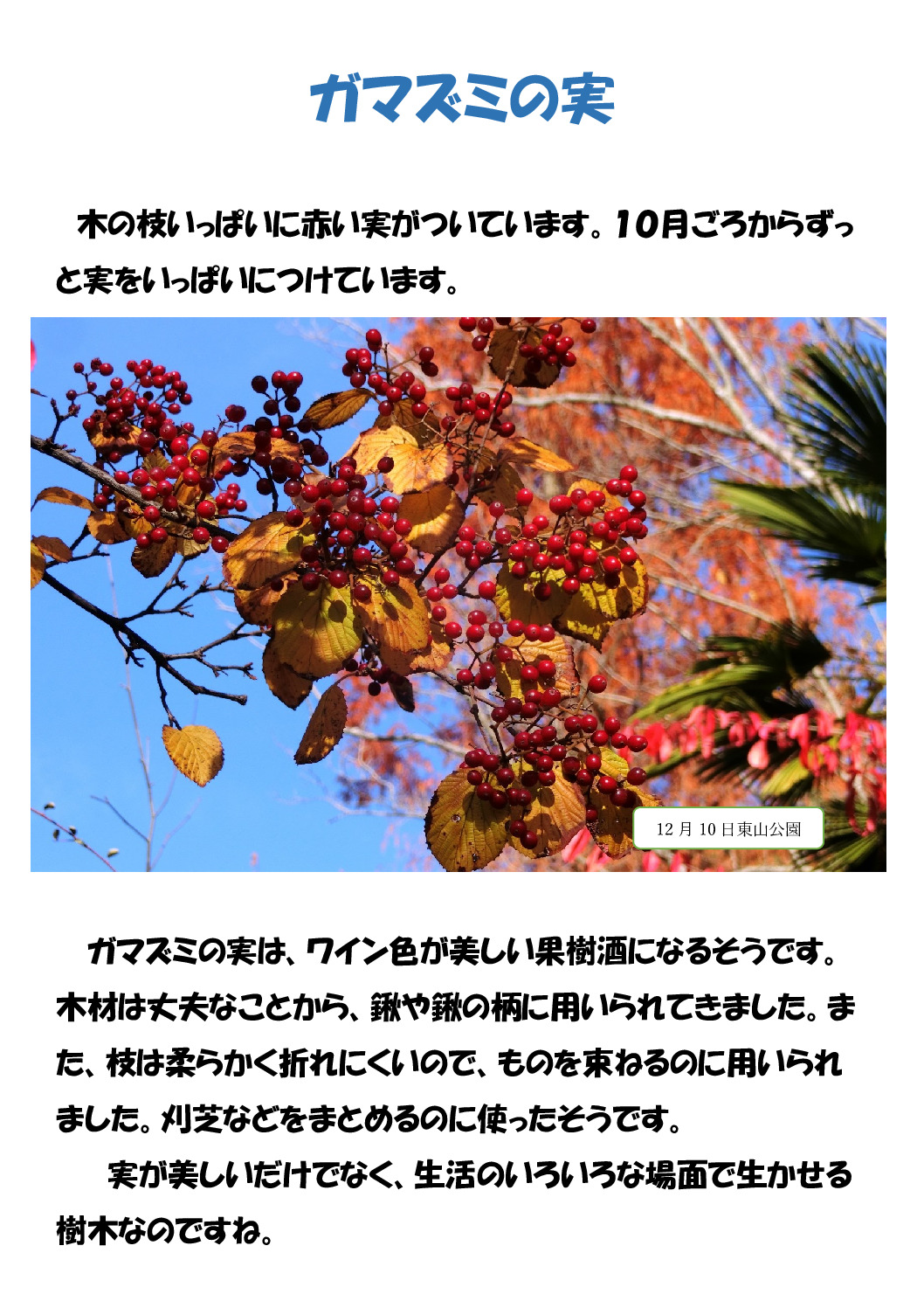 ガマズミの実のサムネイル