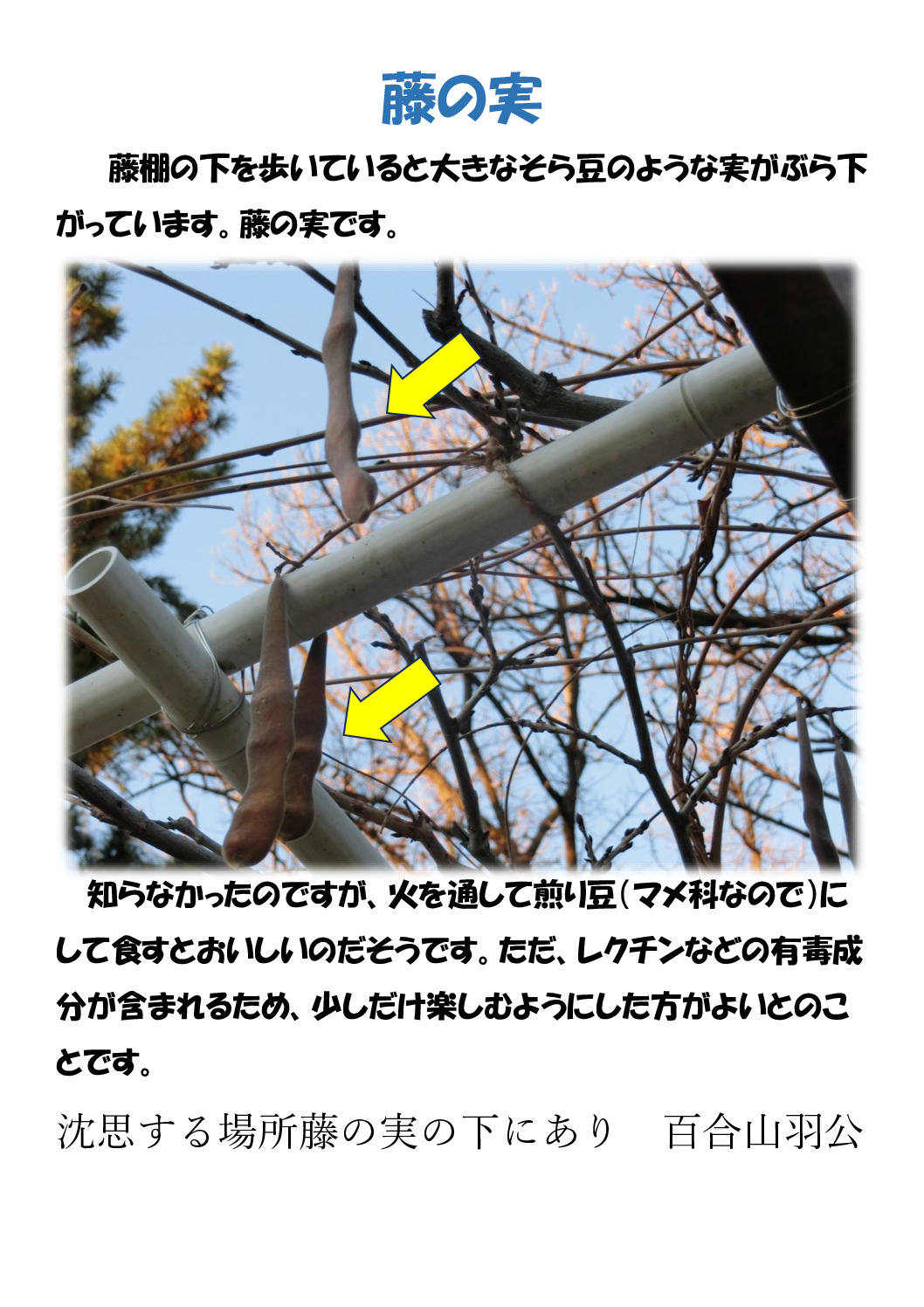 藤の実のサムネイル