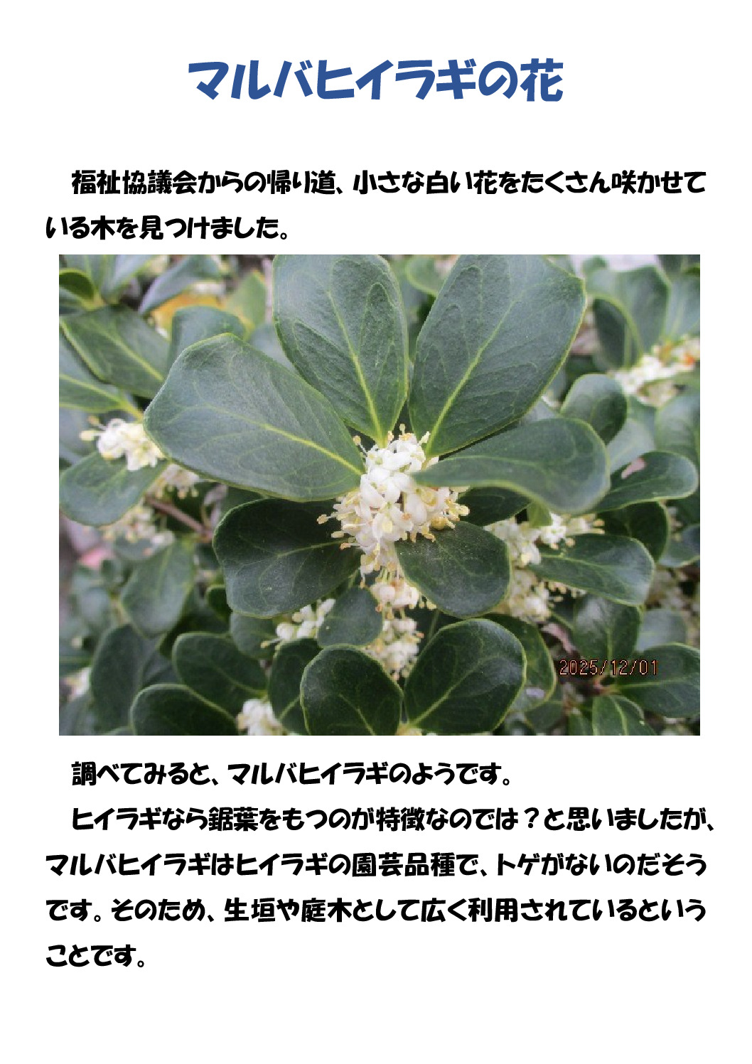 マルバヒイラギのサムネイル