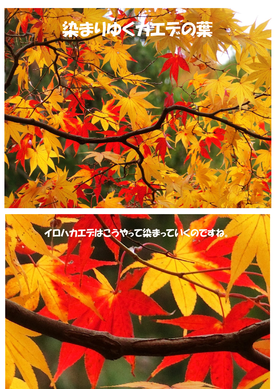 染まりゆくのサムネイル