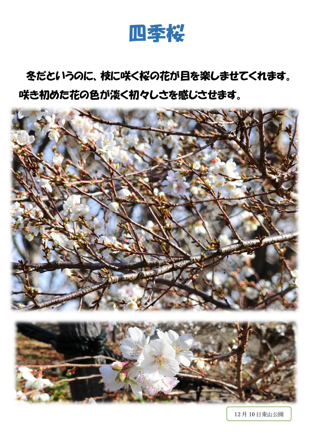 四季桜のサムネイル