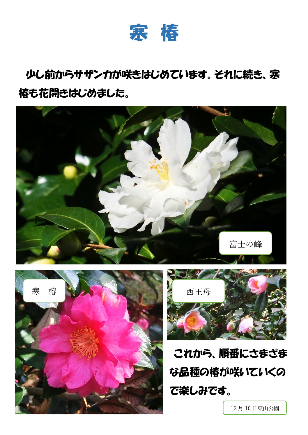 寒椿のサムネイル