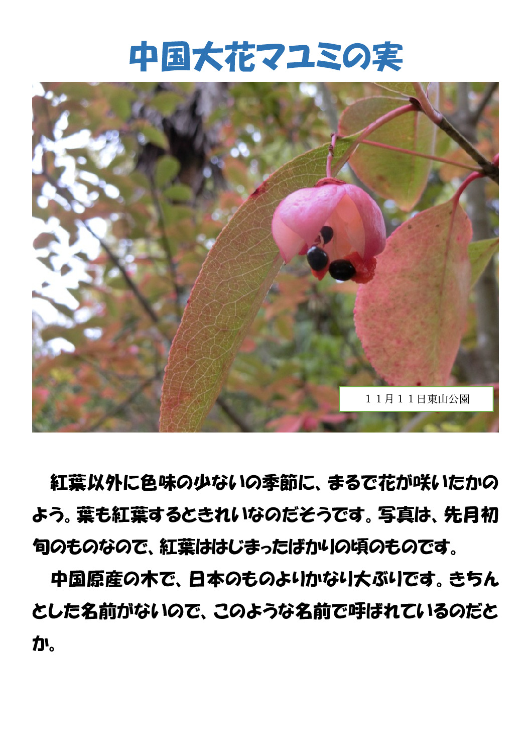 マユミのサムネイル