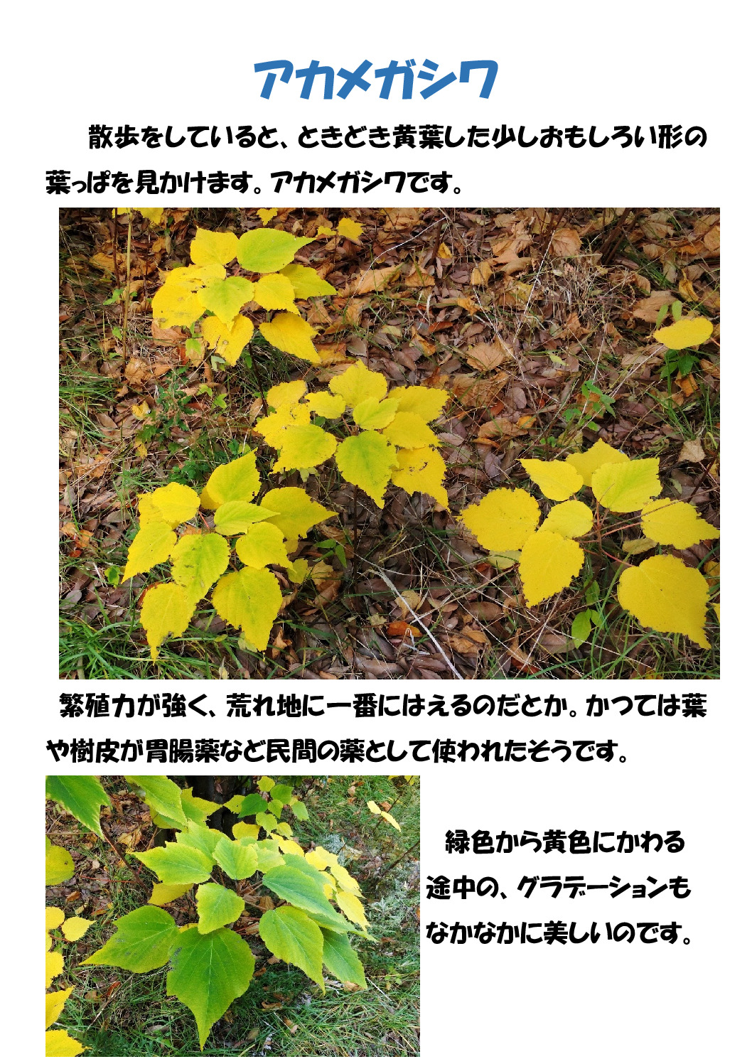 赤い実のサムネイル