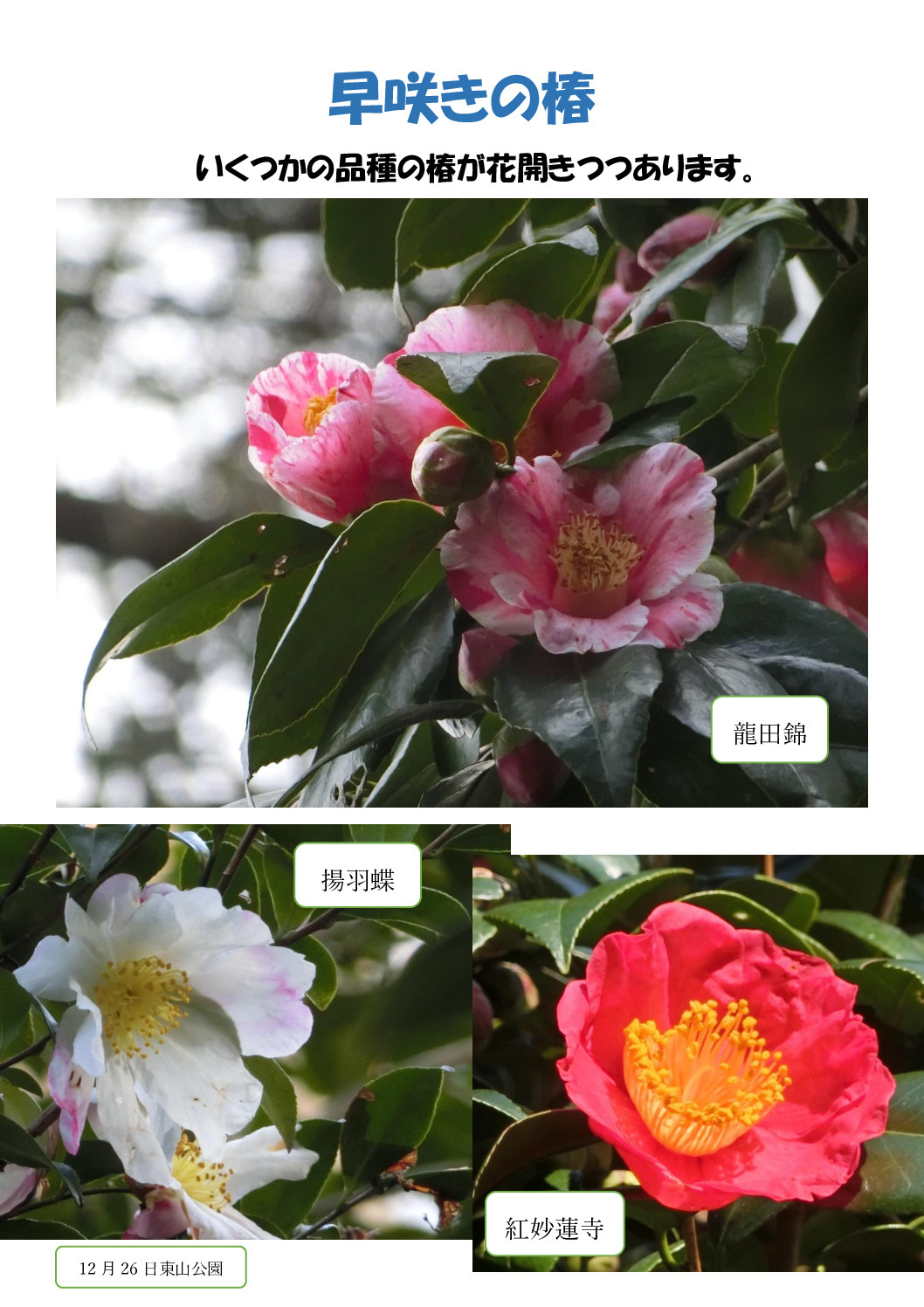 早咲きの椿のサムネイル