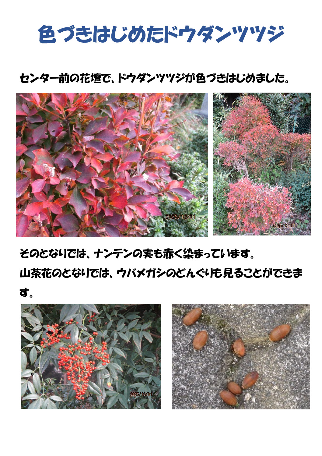 ドウダンツツジのサムネイル