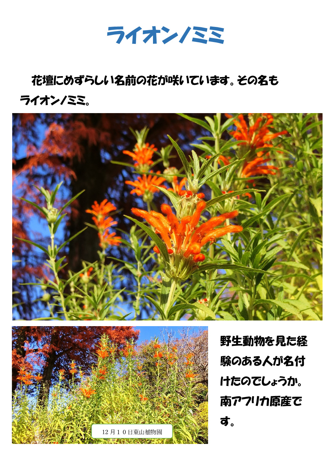 ライオンのミミのサムネイル