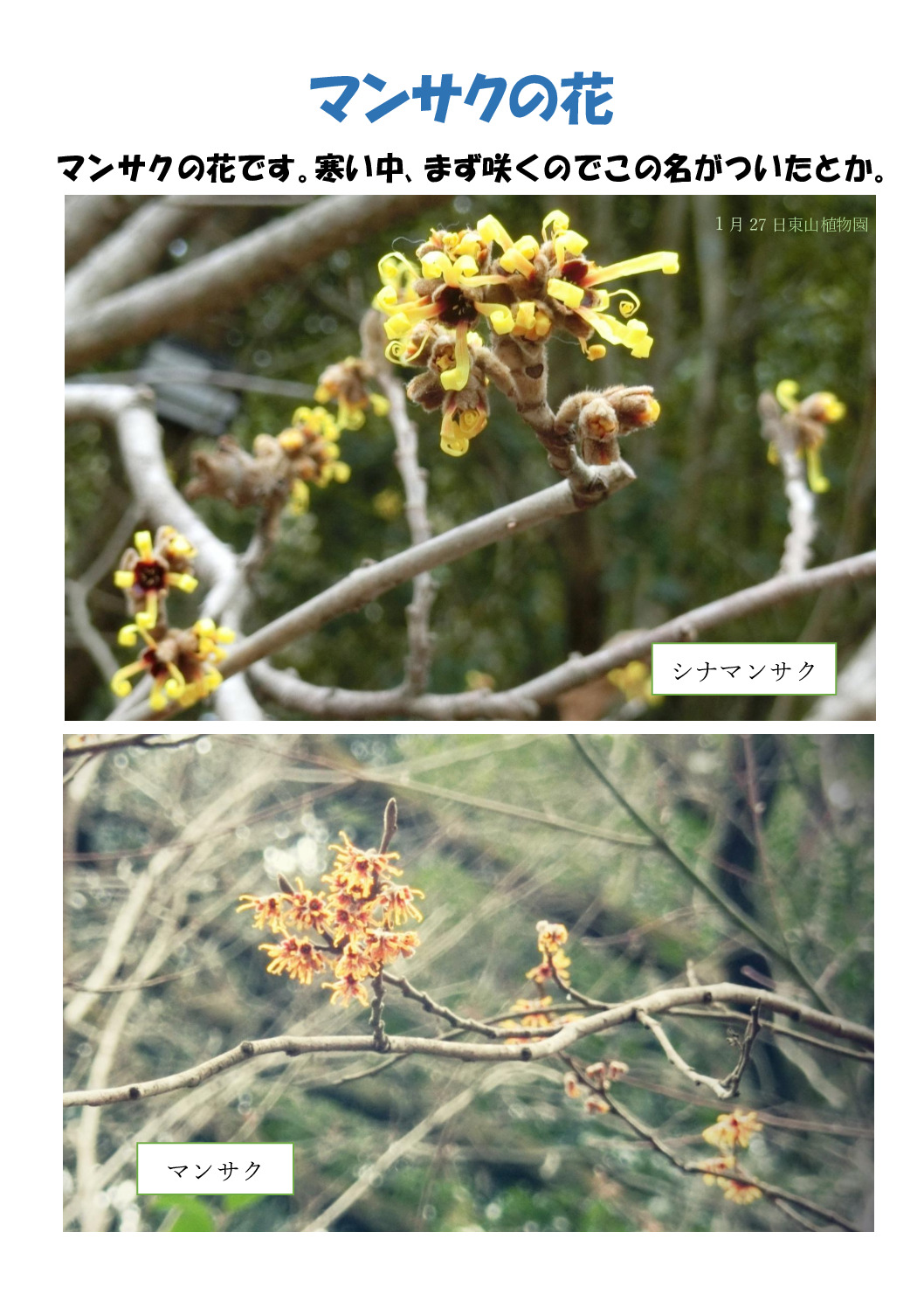 マンサクのサムネイル