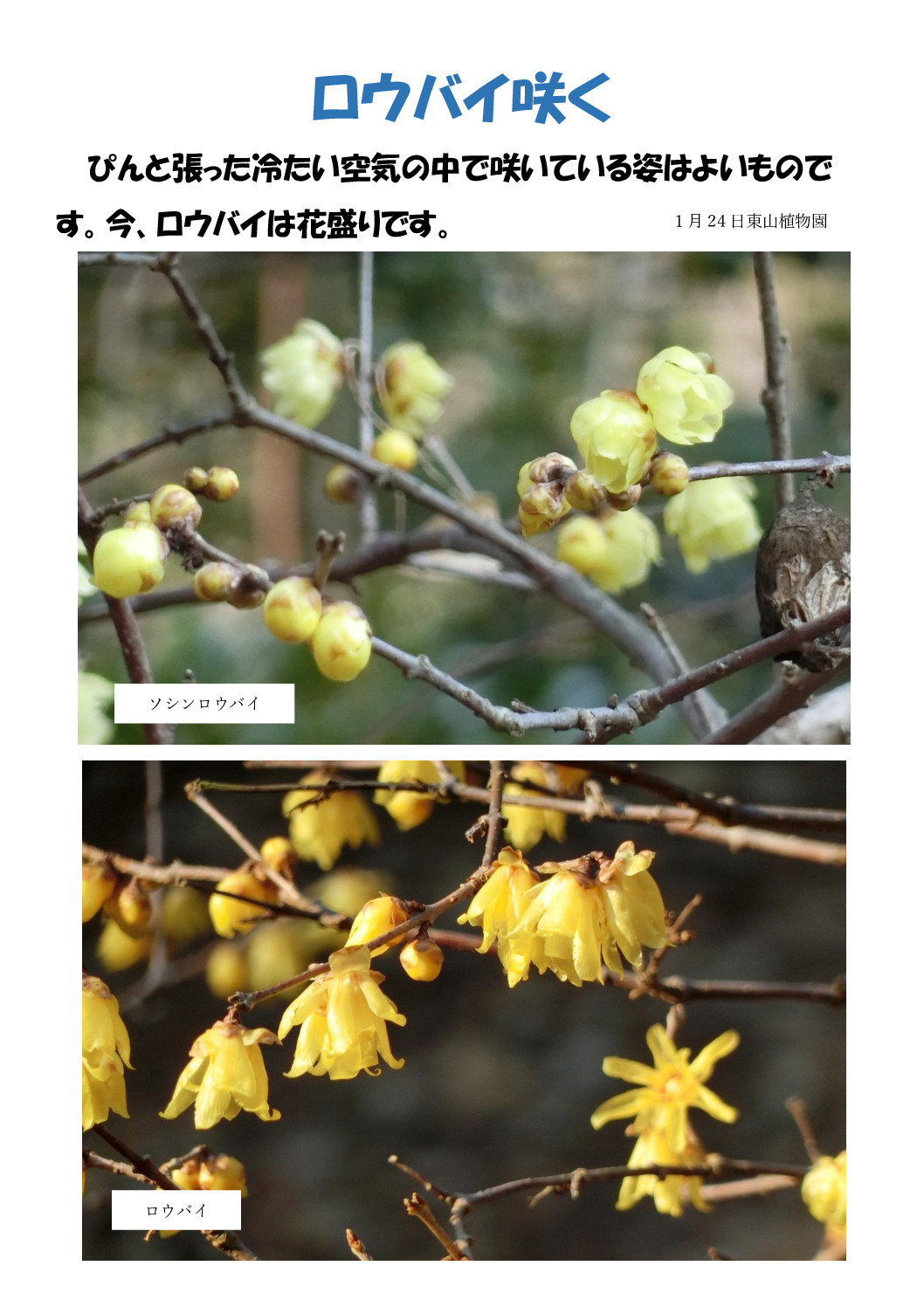 ロウバイのサムネイル