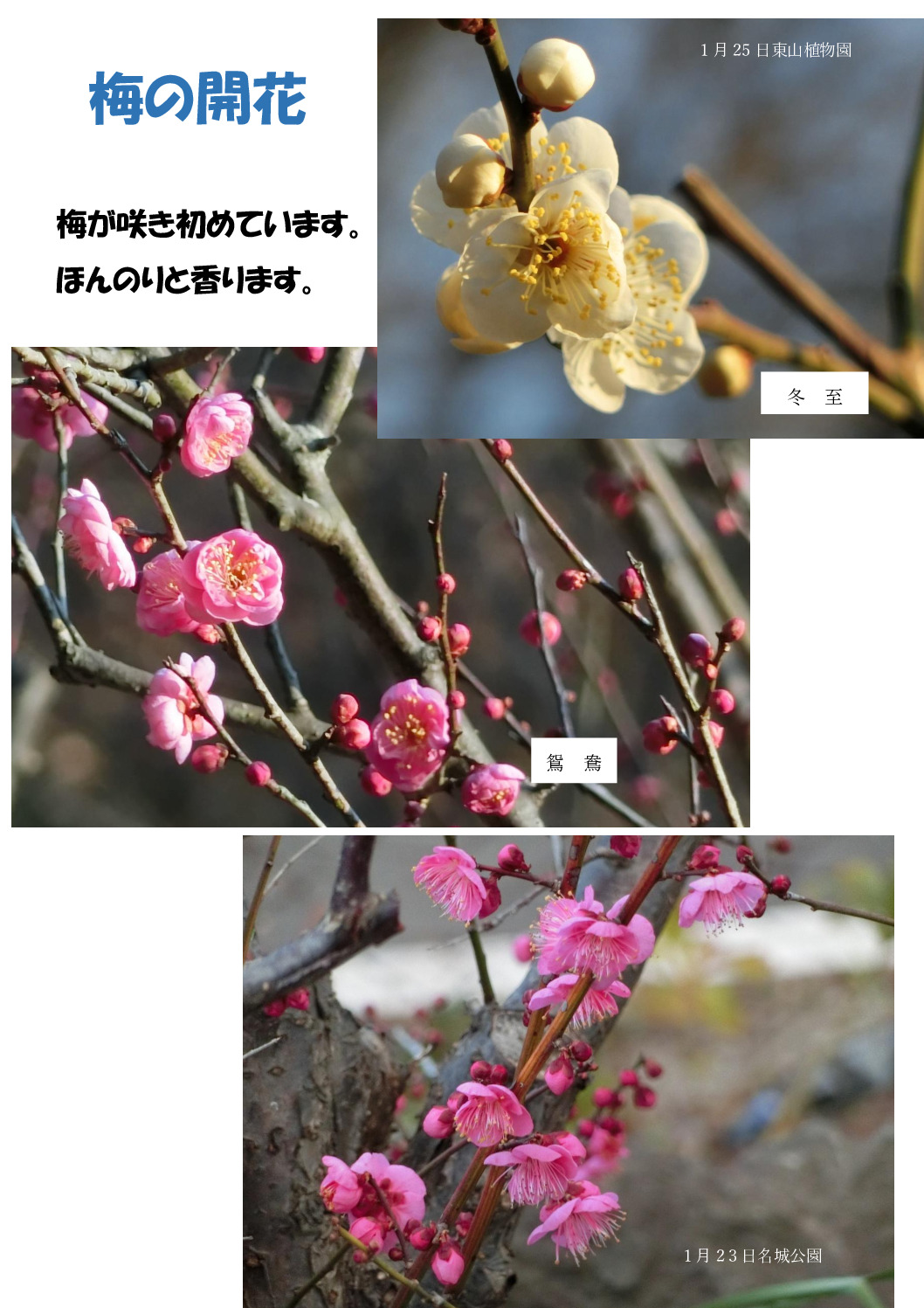 梅のサムネイル