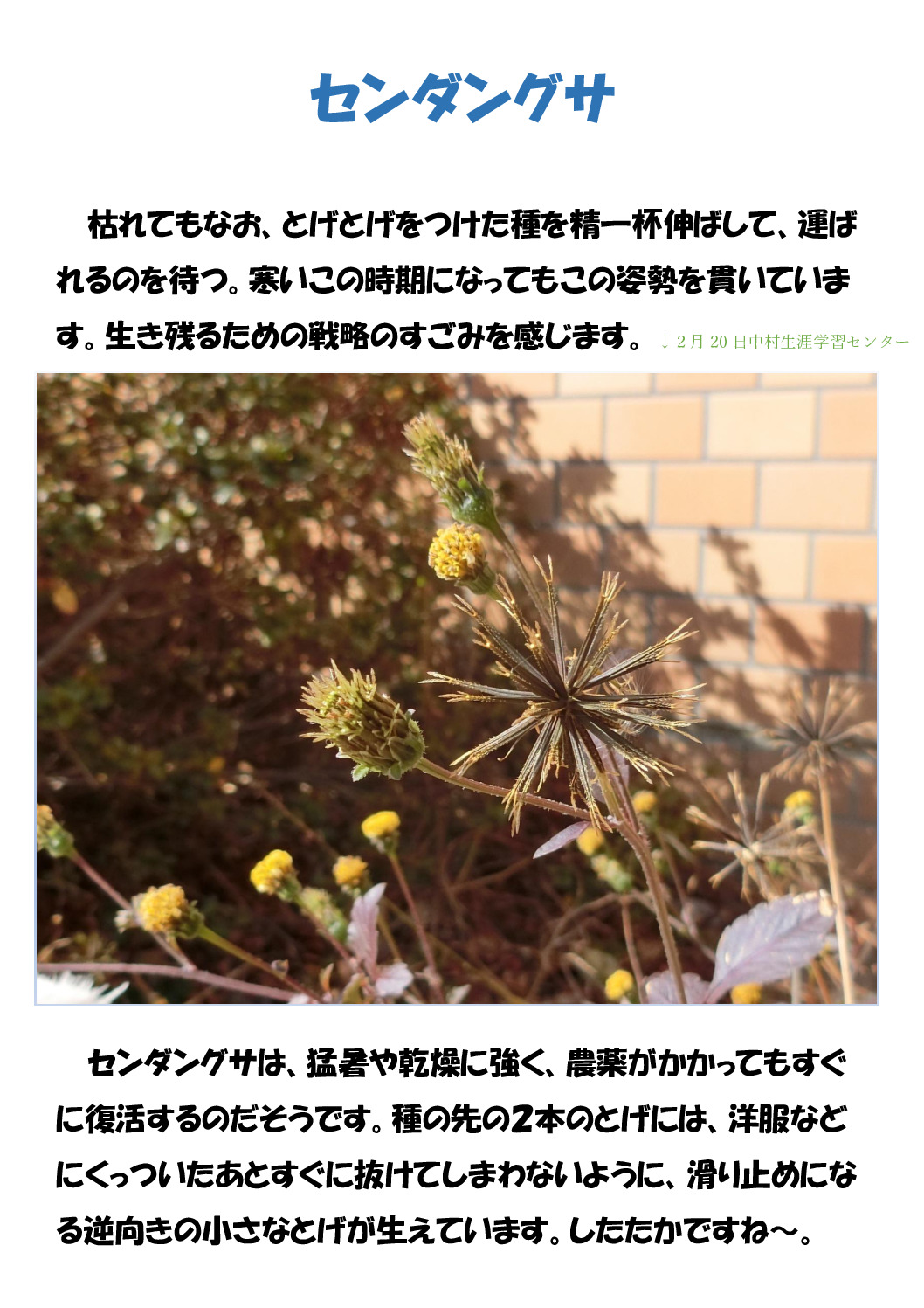 センダングサのサムネイル