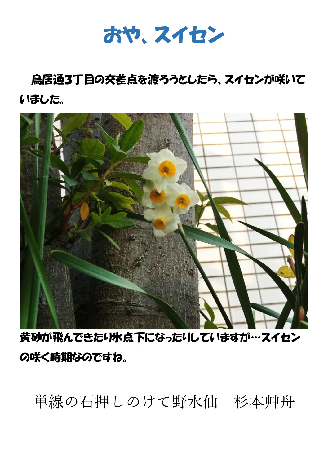 スイセンのサムネイル