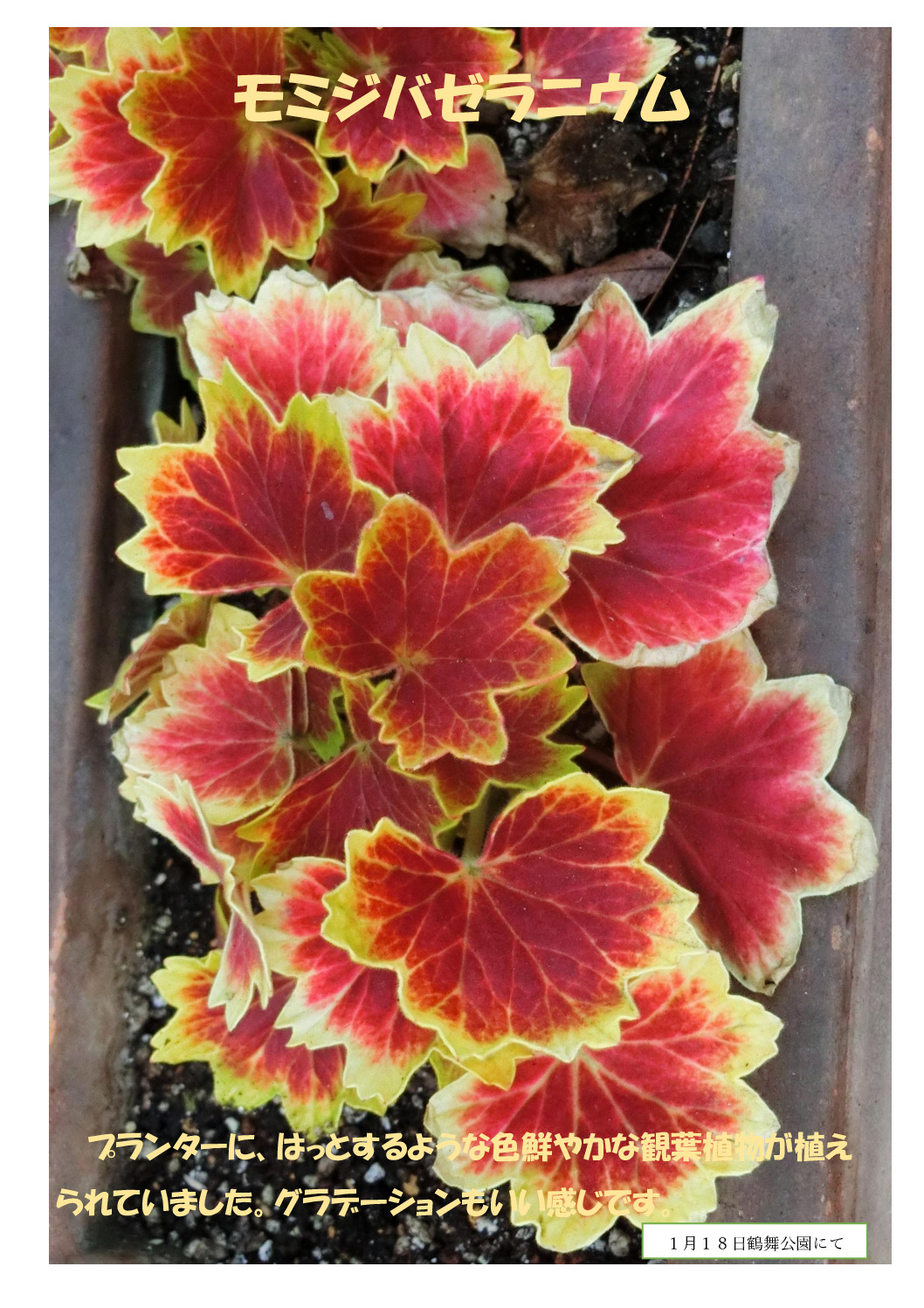 モミジバゼラニウムのサムネイル