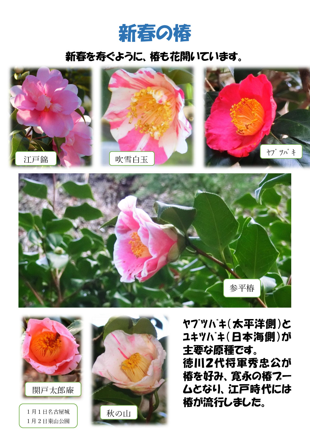 新春の椿のサムネイル