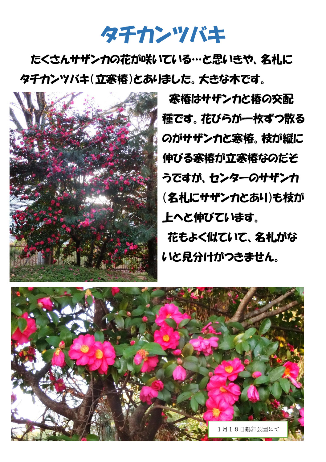 タチカンツバキのサムネイル