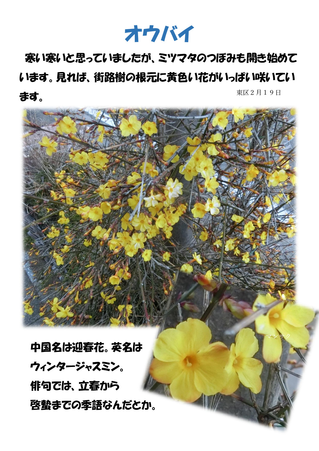 オウバイのサムネイル