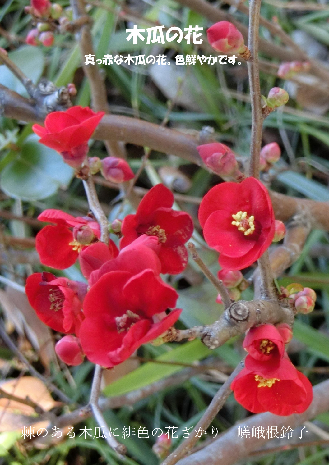木瓜のサムネイル