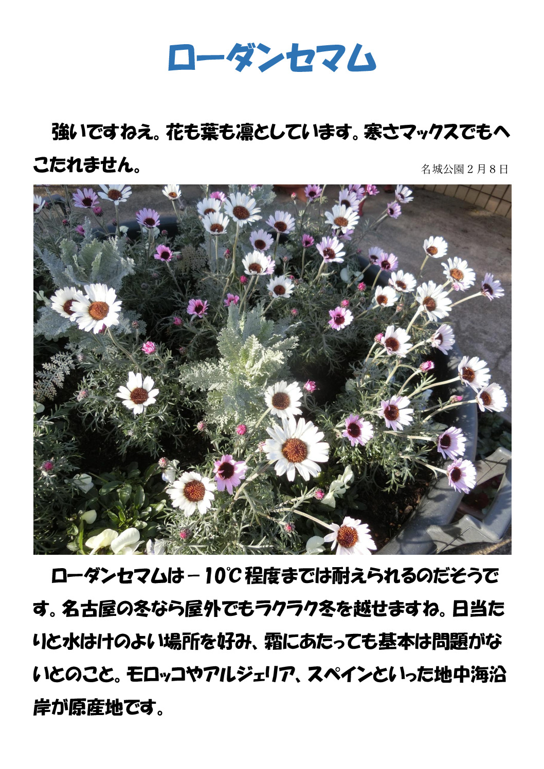 ローダンセマムのサムネイル