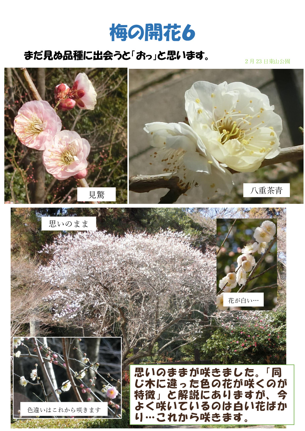 梅６のサムネイル