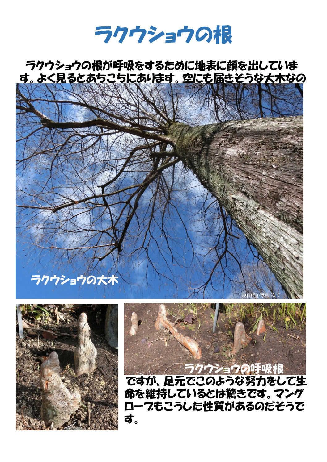 ラクウショウの根のサムネイル