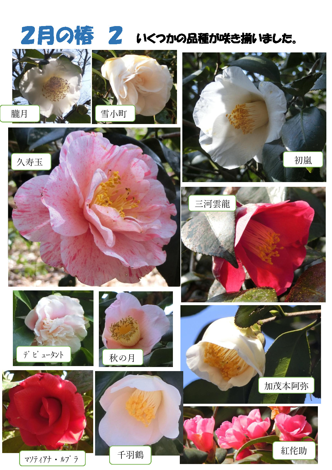 ２月の椿２のサムネイル