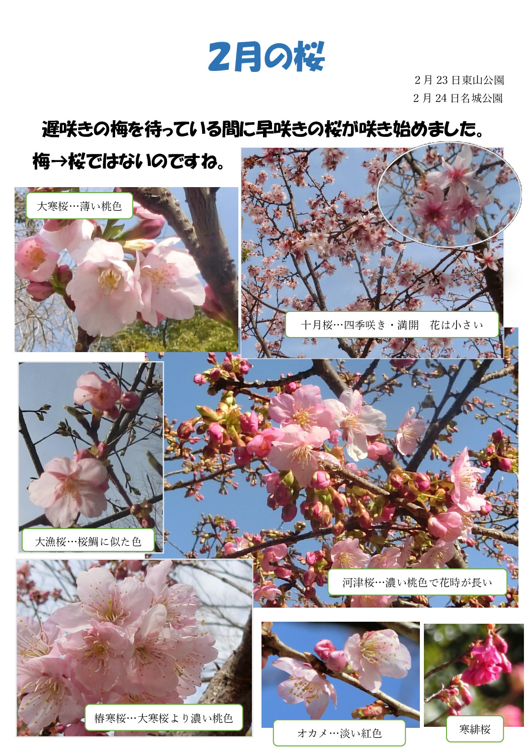 ２月の桜のサムネイル