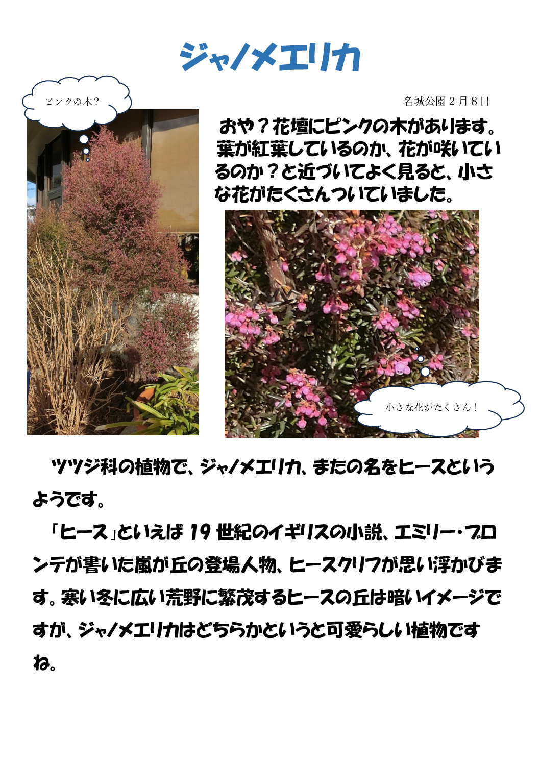 ジャノメエリカのサムネイル