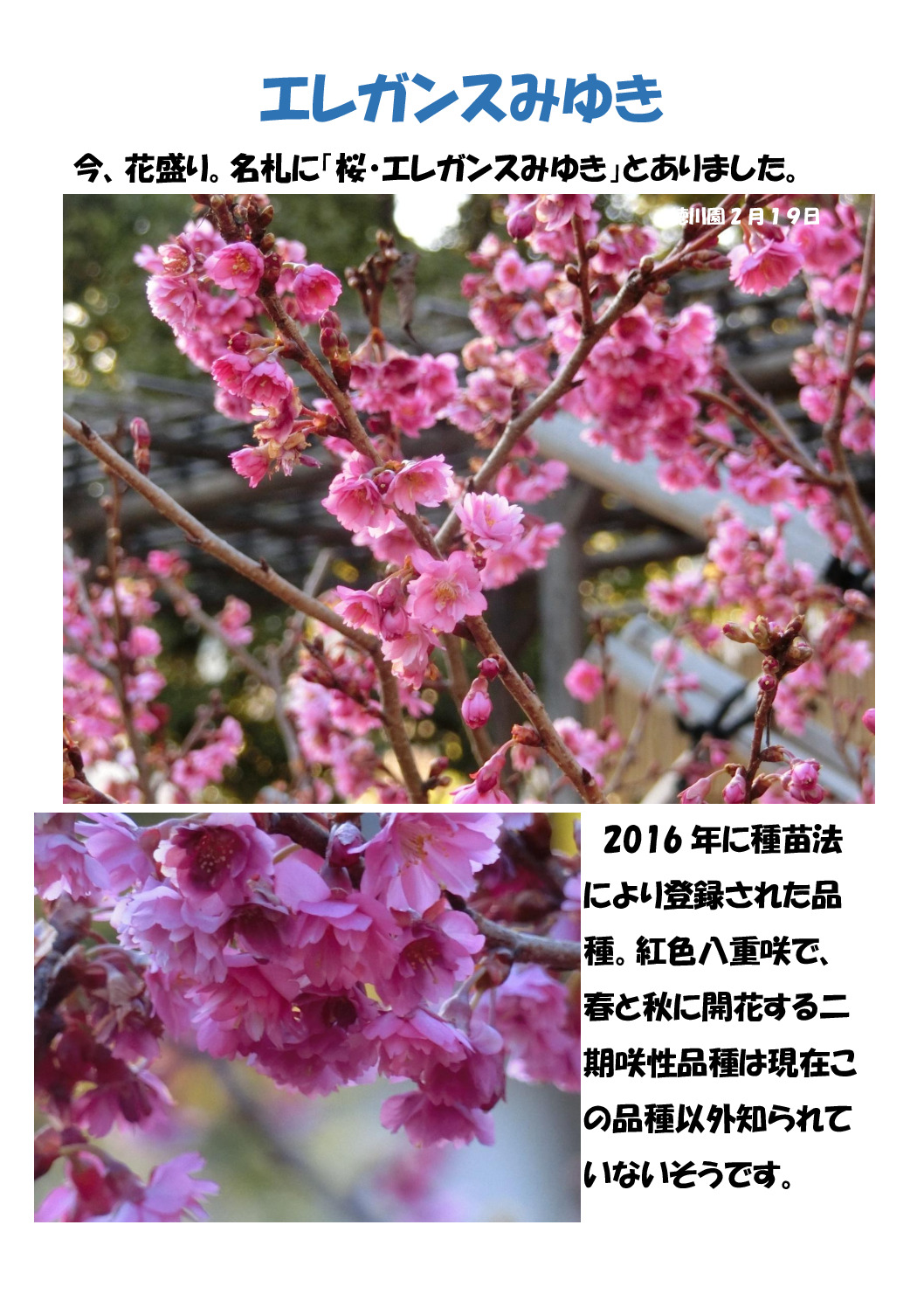 エレガンスみゆきのサムネイル