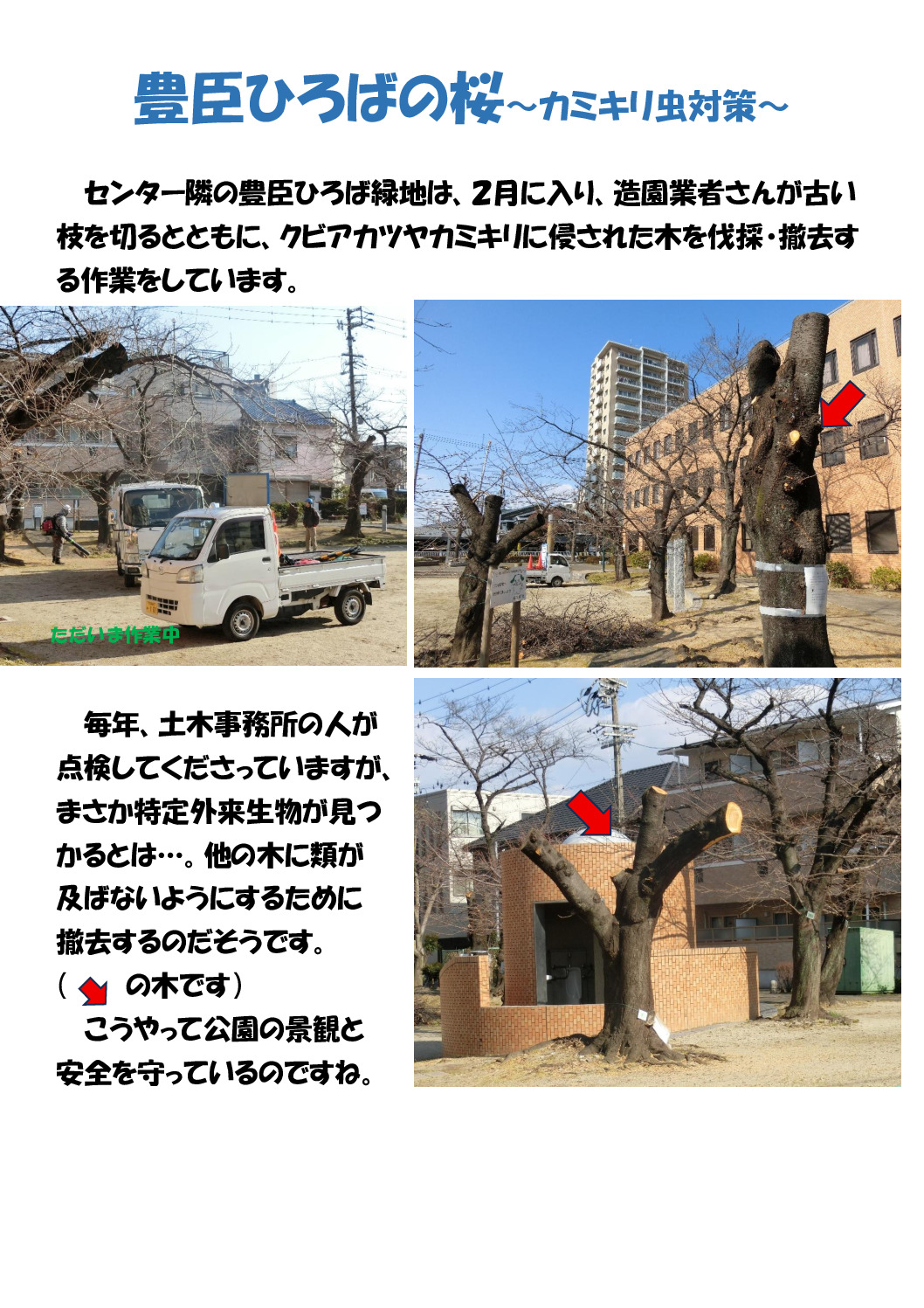 豊臣ひろばの桜のサムネイル