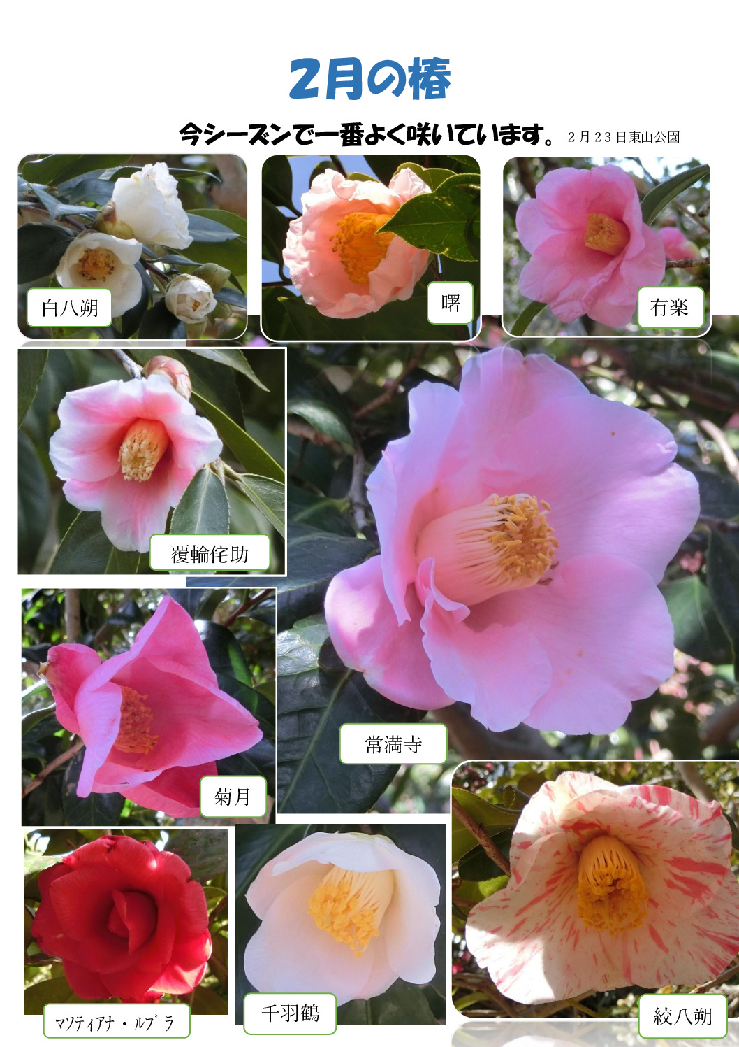 ２月の椿のサムネイル