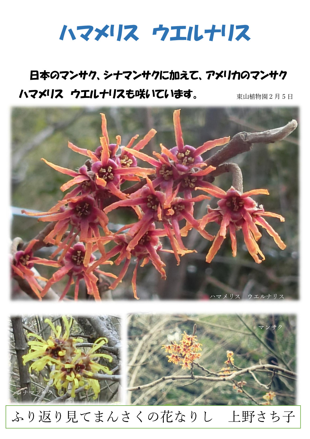 アメリカマンサクのサムネイル