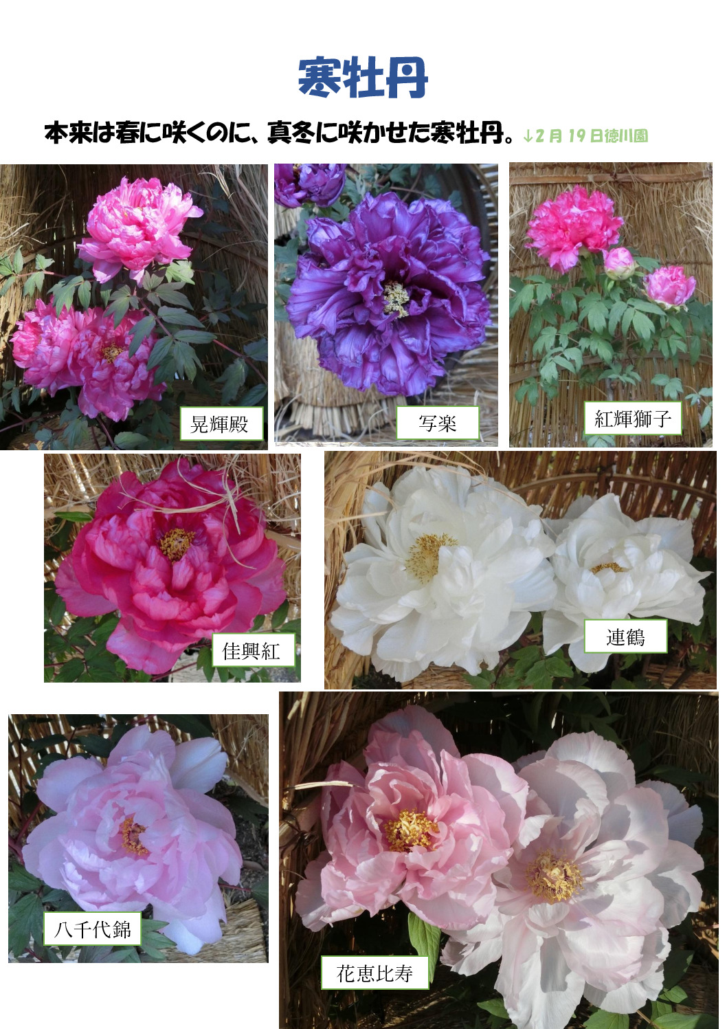 寒牡丹のサムネイル