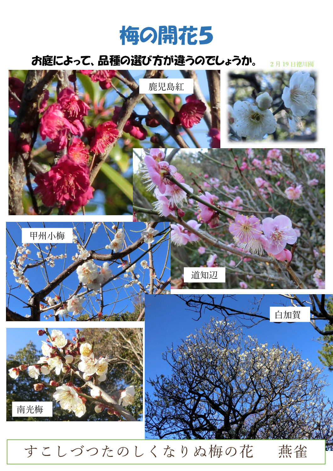 梅５のサムネイル