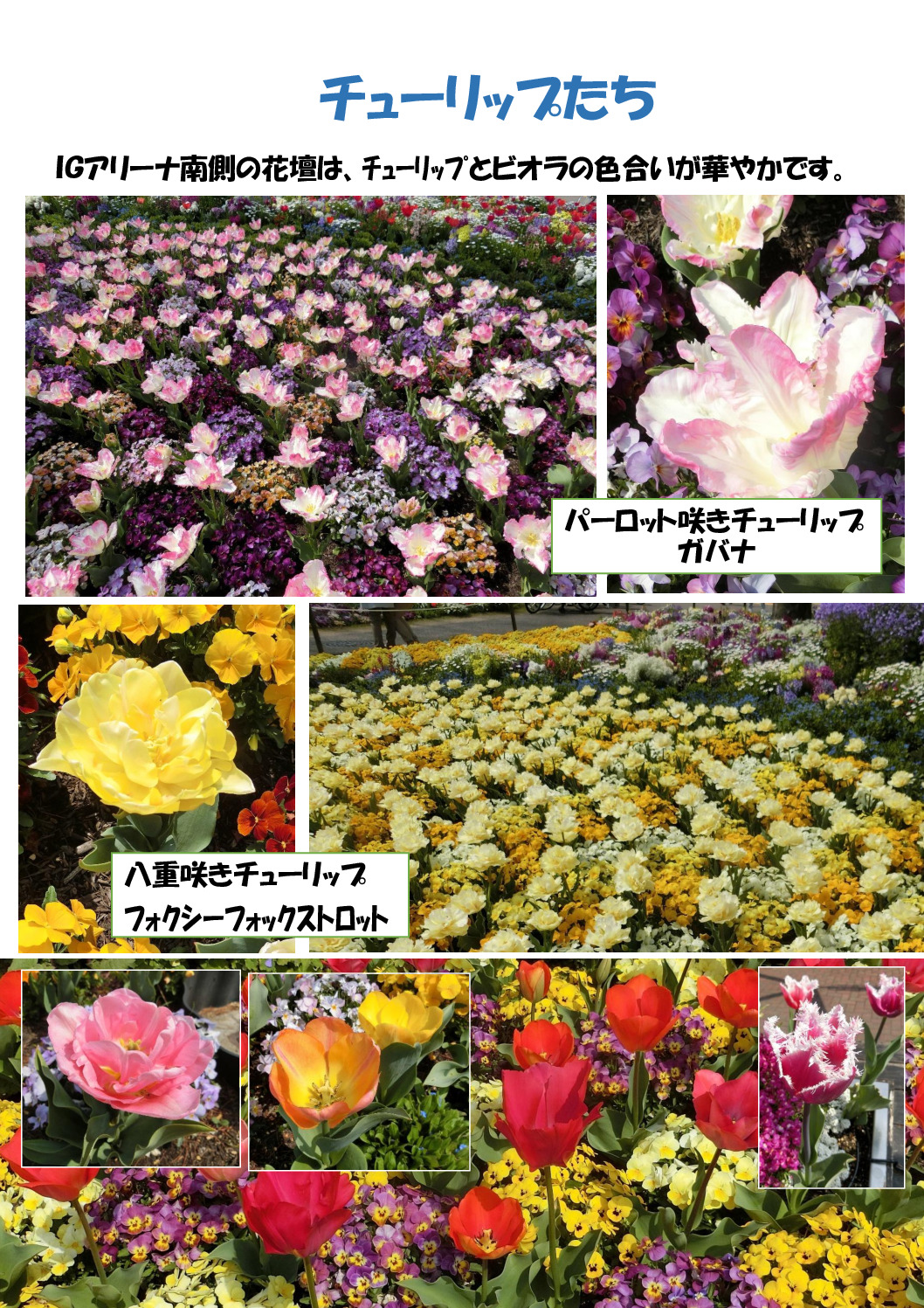 チューリップたちのサムネイル