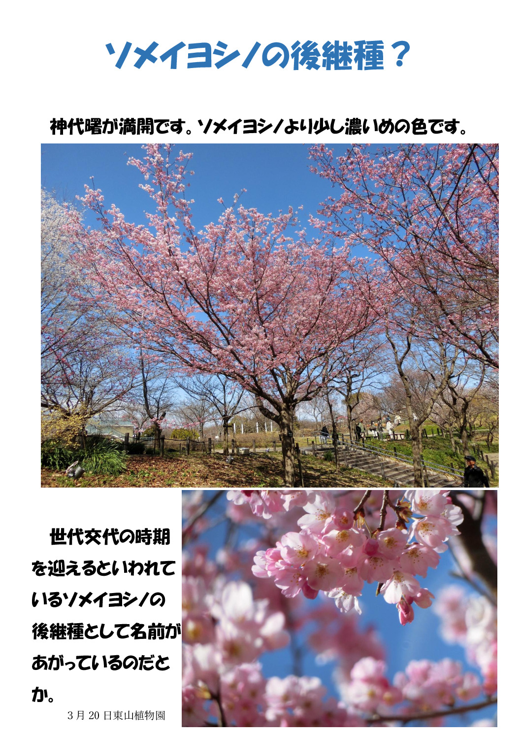 後継種？のサムネイル