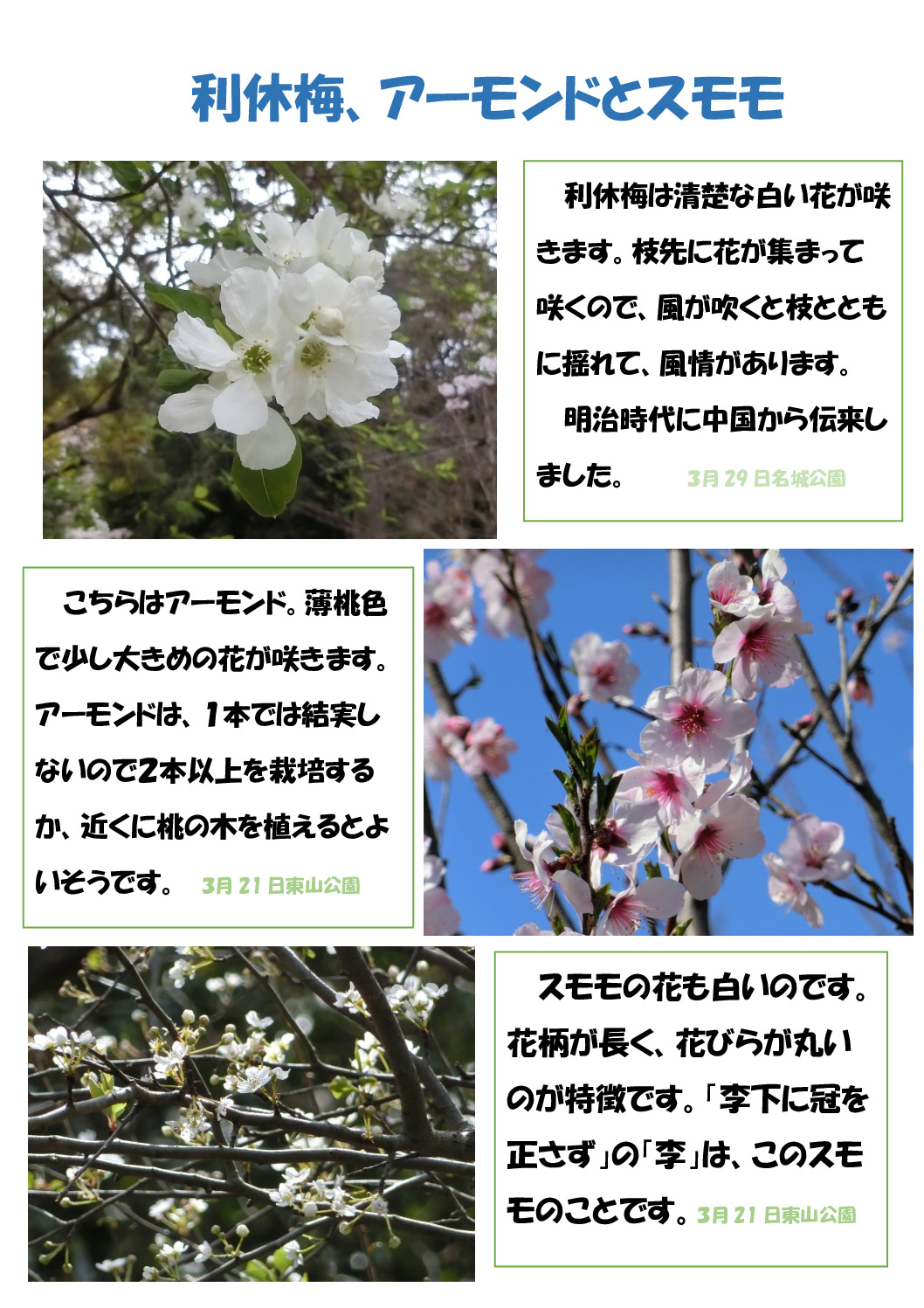 利休梅のサムネイル