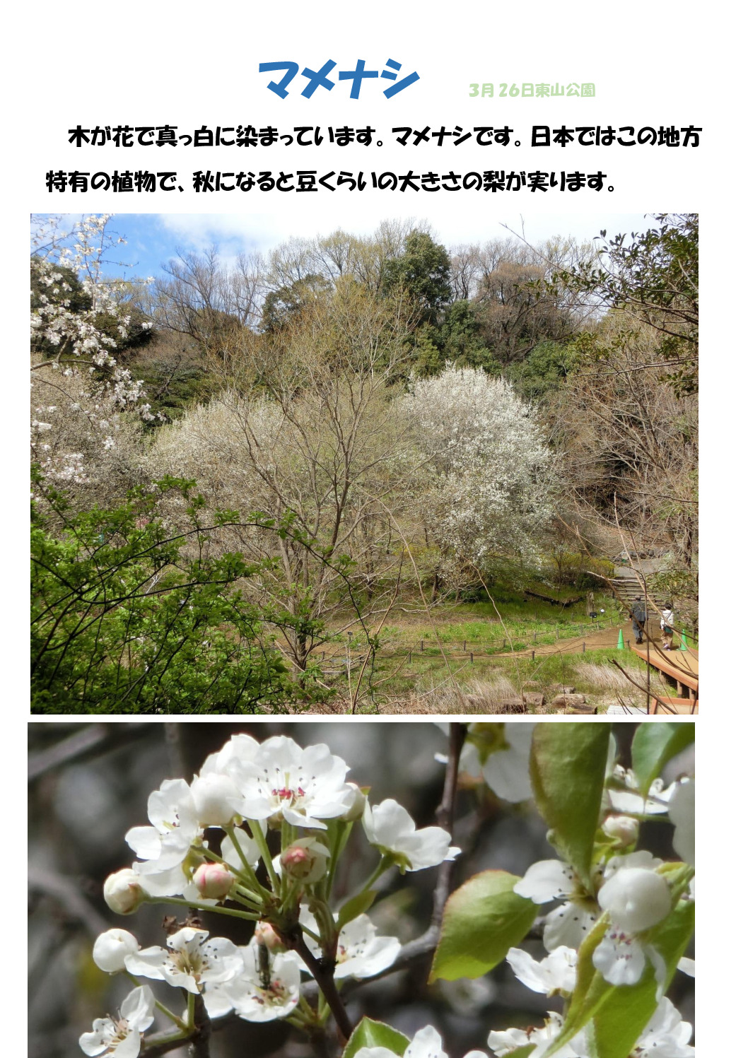 マメナシの花のサムネイル