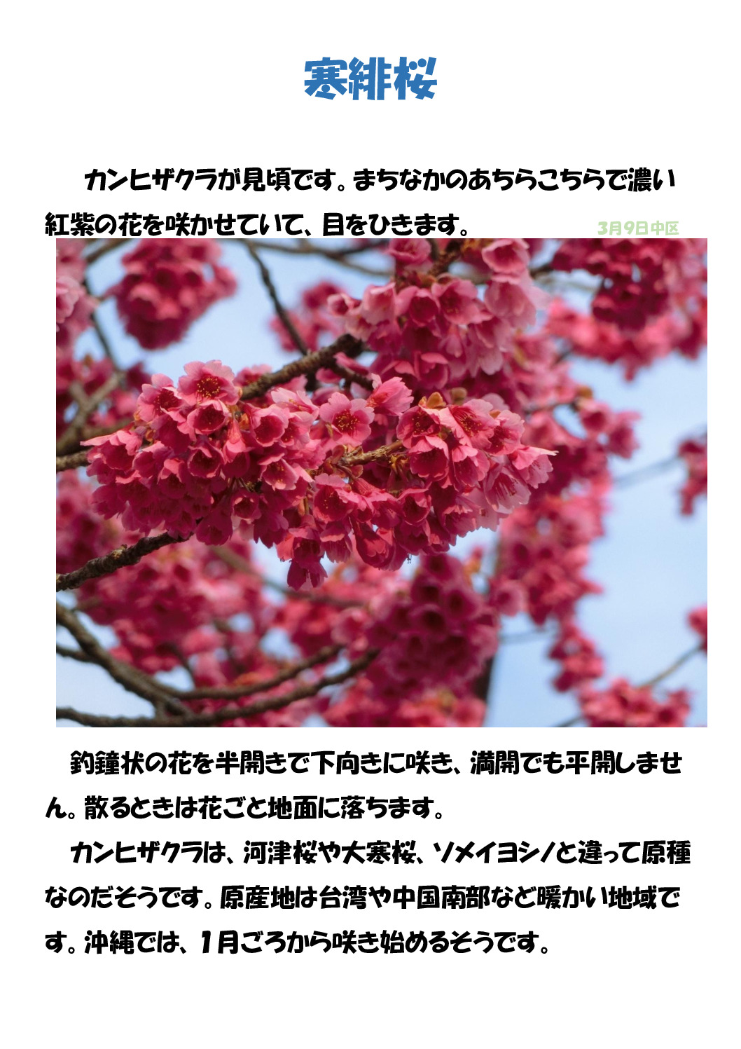 寒緋桜のサムネイル