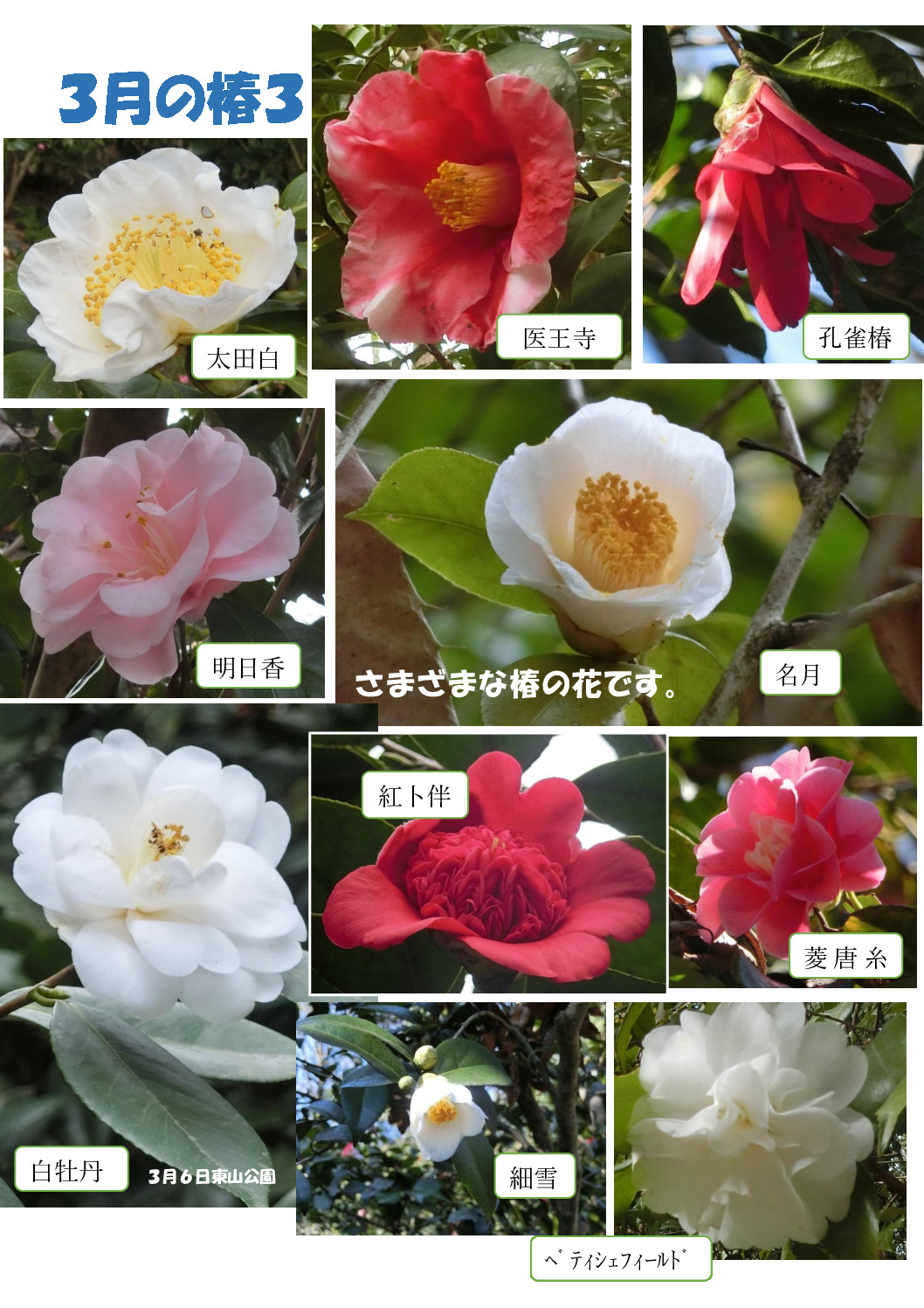 ３月の椿３のサムネイル