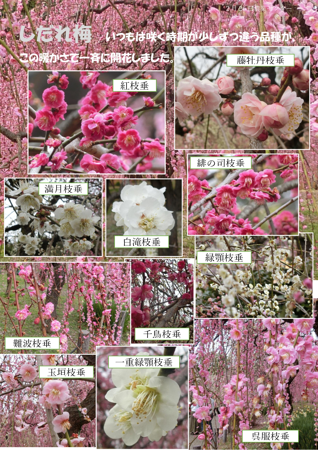 しだれ梅のサムネイル