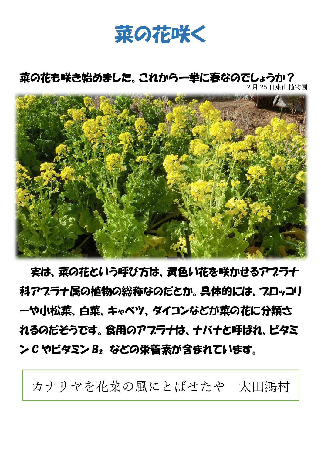 菜の花のサムネイル