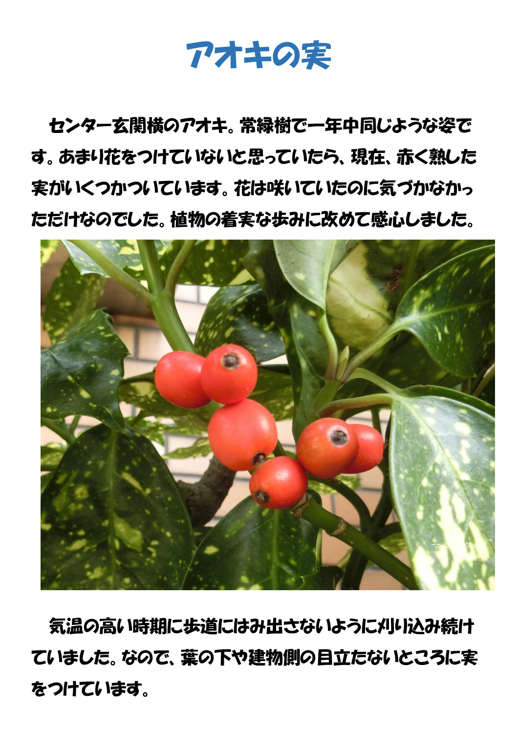 アオキの実のサムネイル