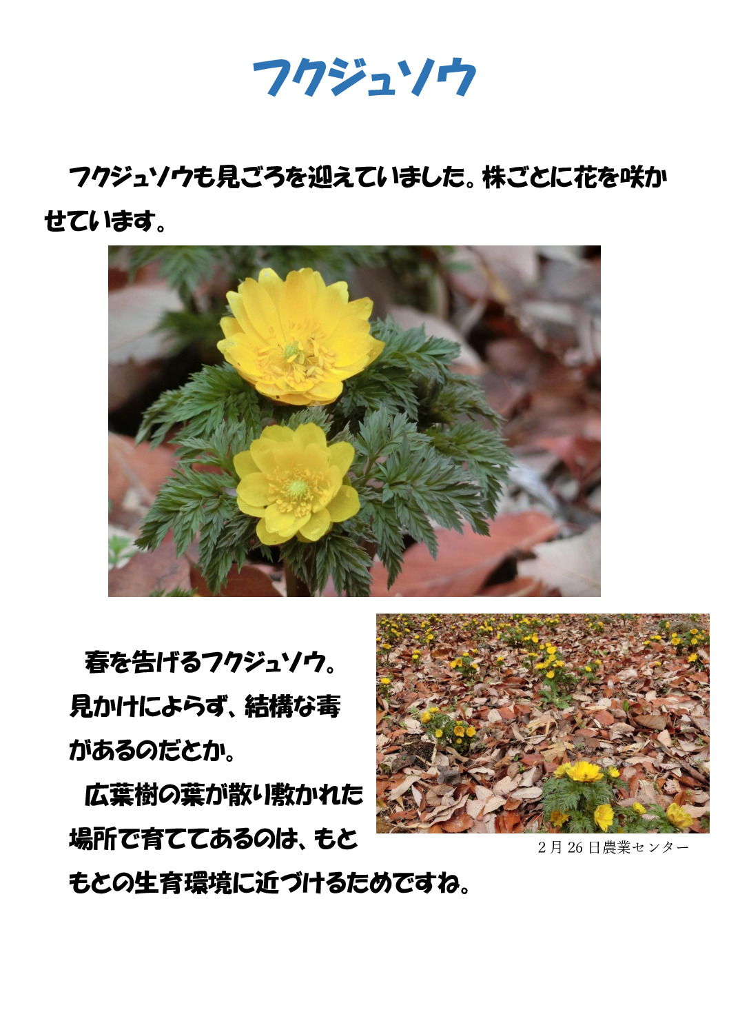 フクジュソウのサムネイル