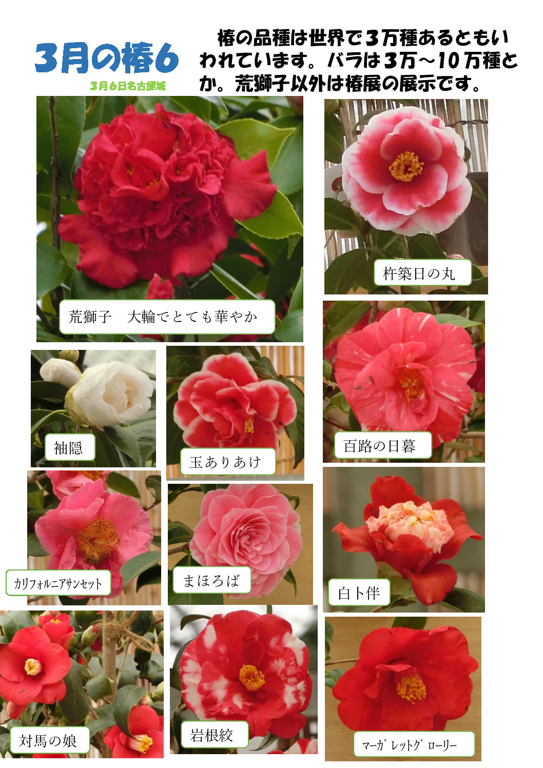 ３月の椿６のサムネイル