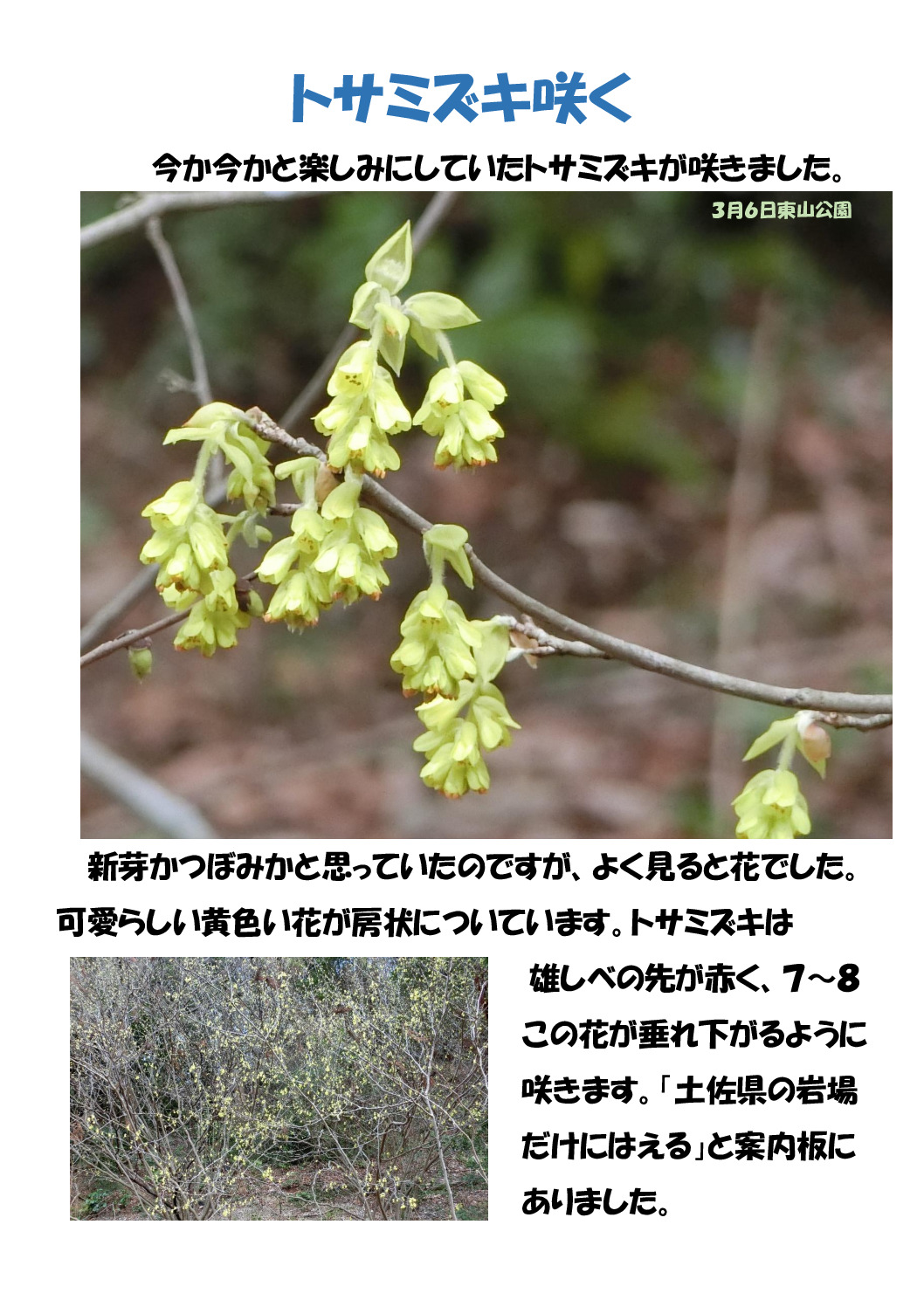 トサミズキのサムネイル