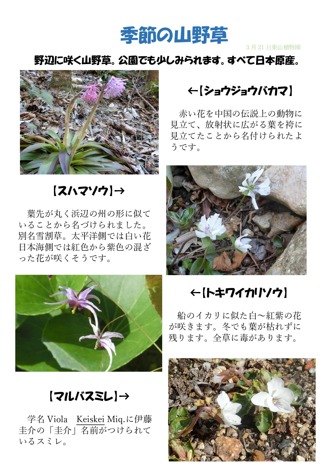 季節の野草のサムネイル