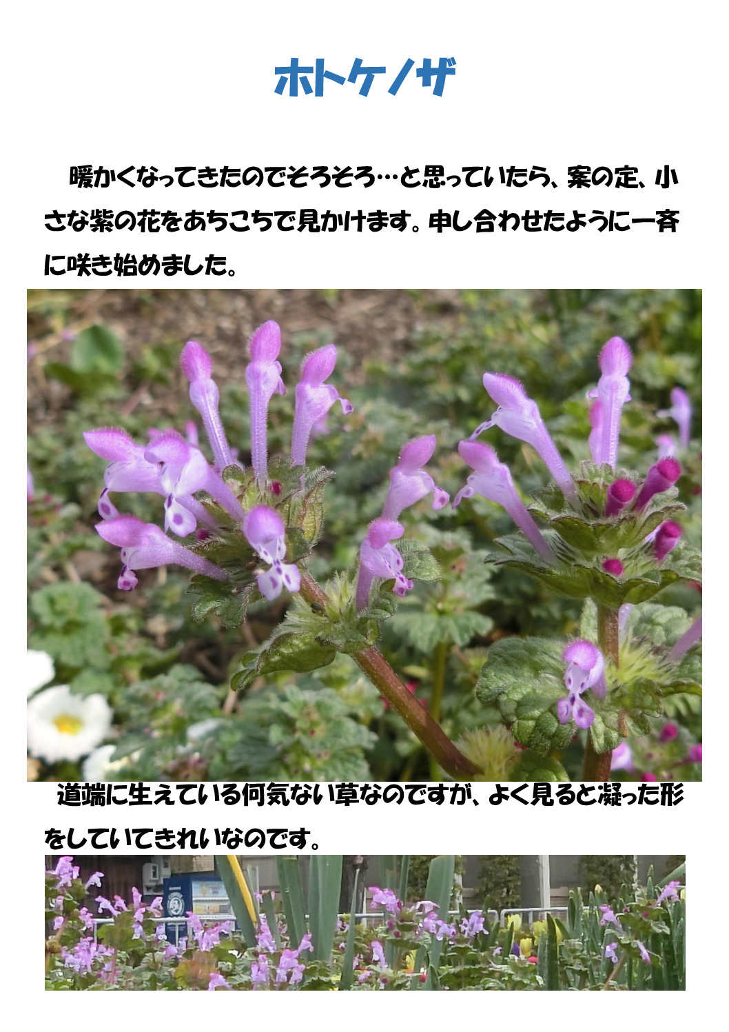 ホトケノザのサムネイル