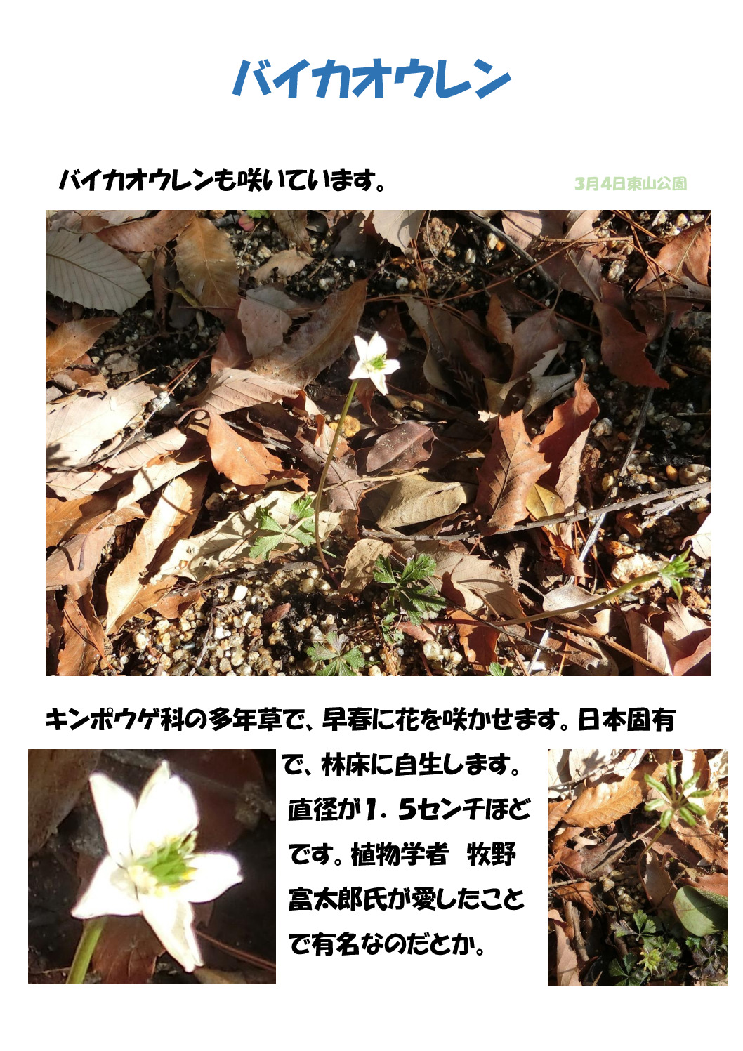 バイカオウレンのサムネイル